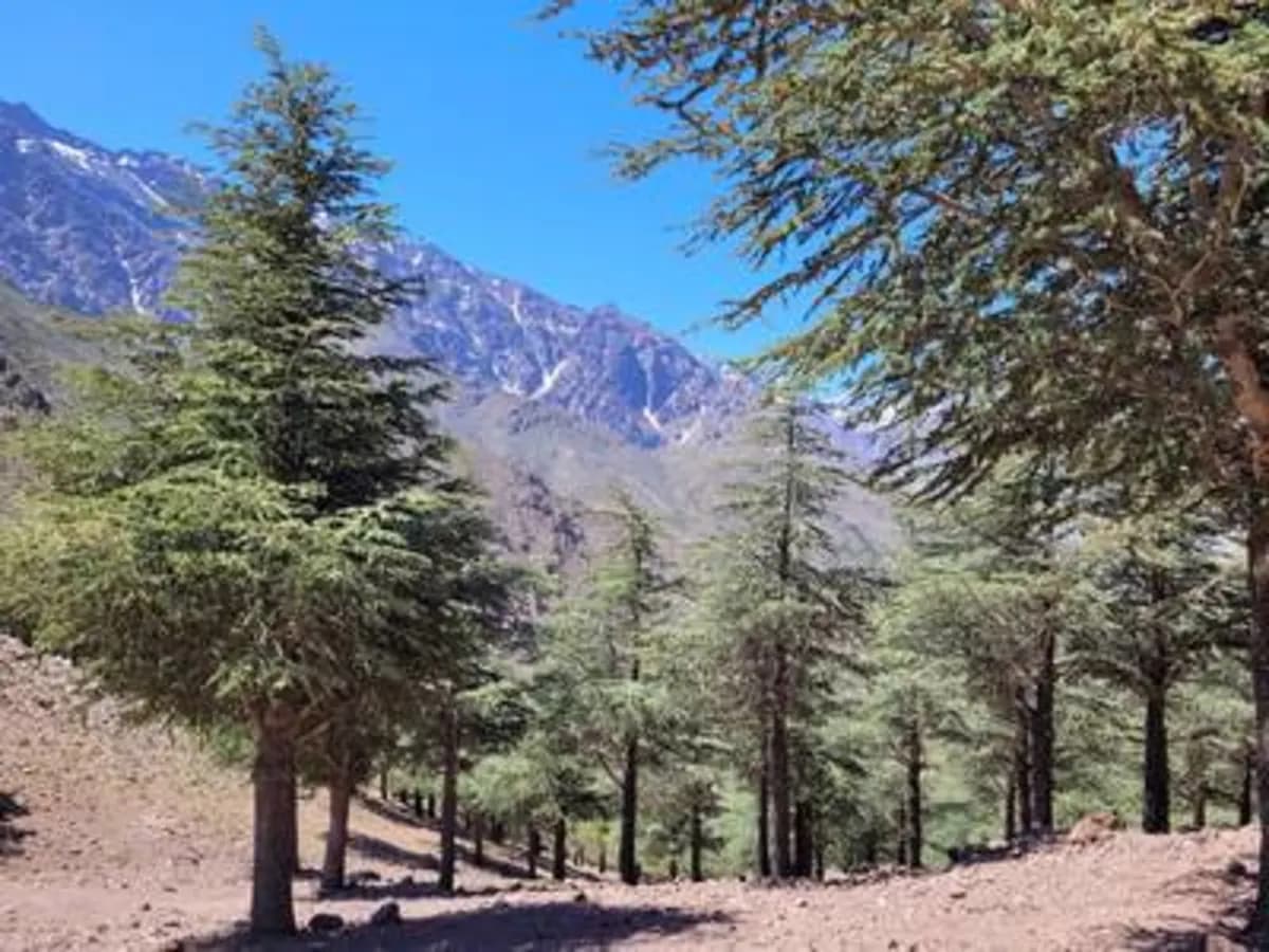 Tizi n'Tamatert Balcony Path to Tachedirt — One-Day High Atlas Trek - Image 1