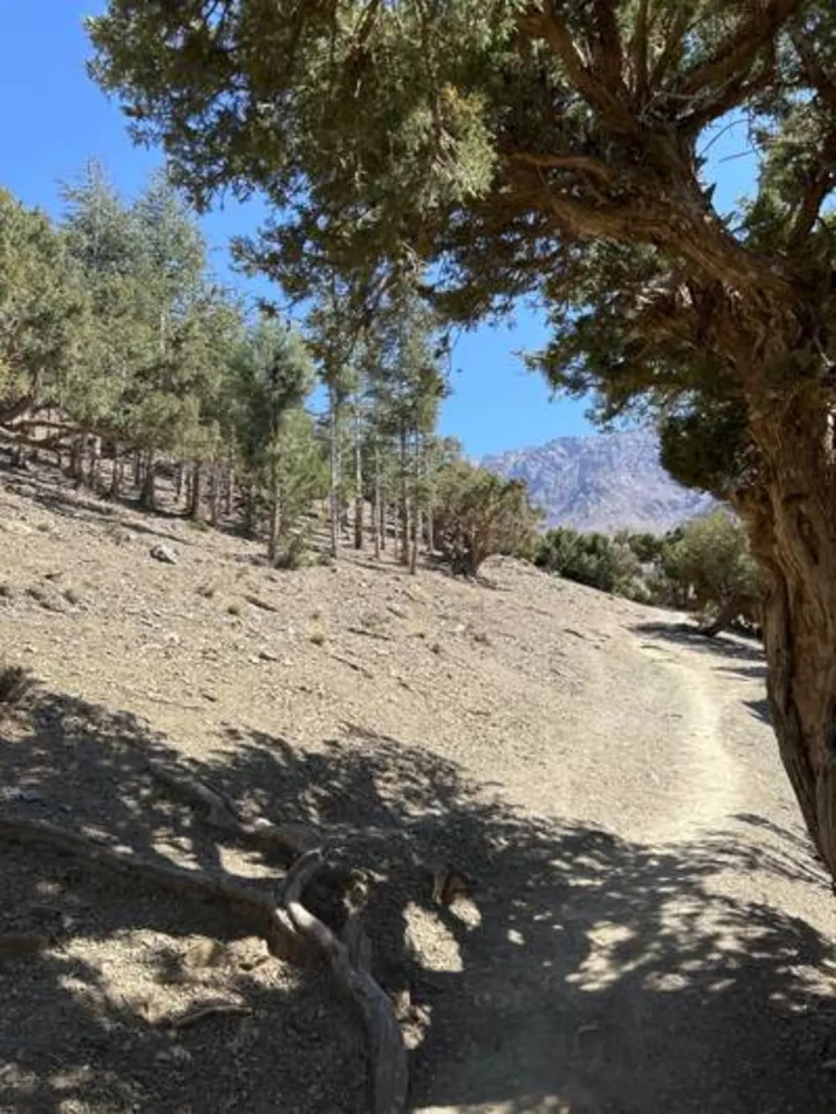 5-Day Summer Pastures Trek - Image 23
