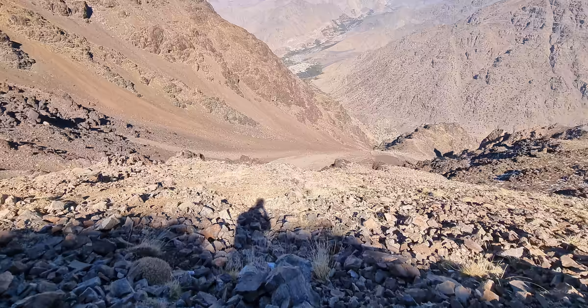 What to do if you see a Barbary Macaque.